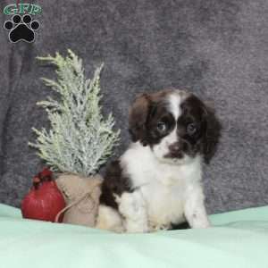 Silver, Cocker Spaniel Puppy